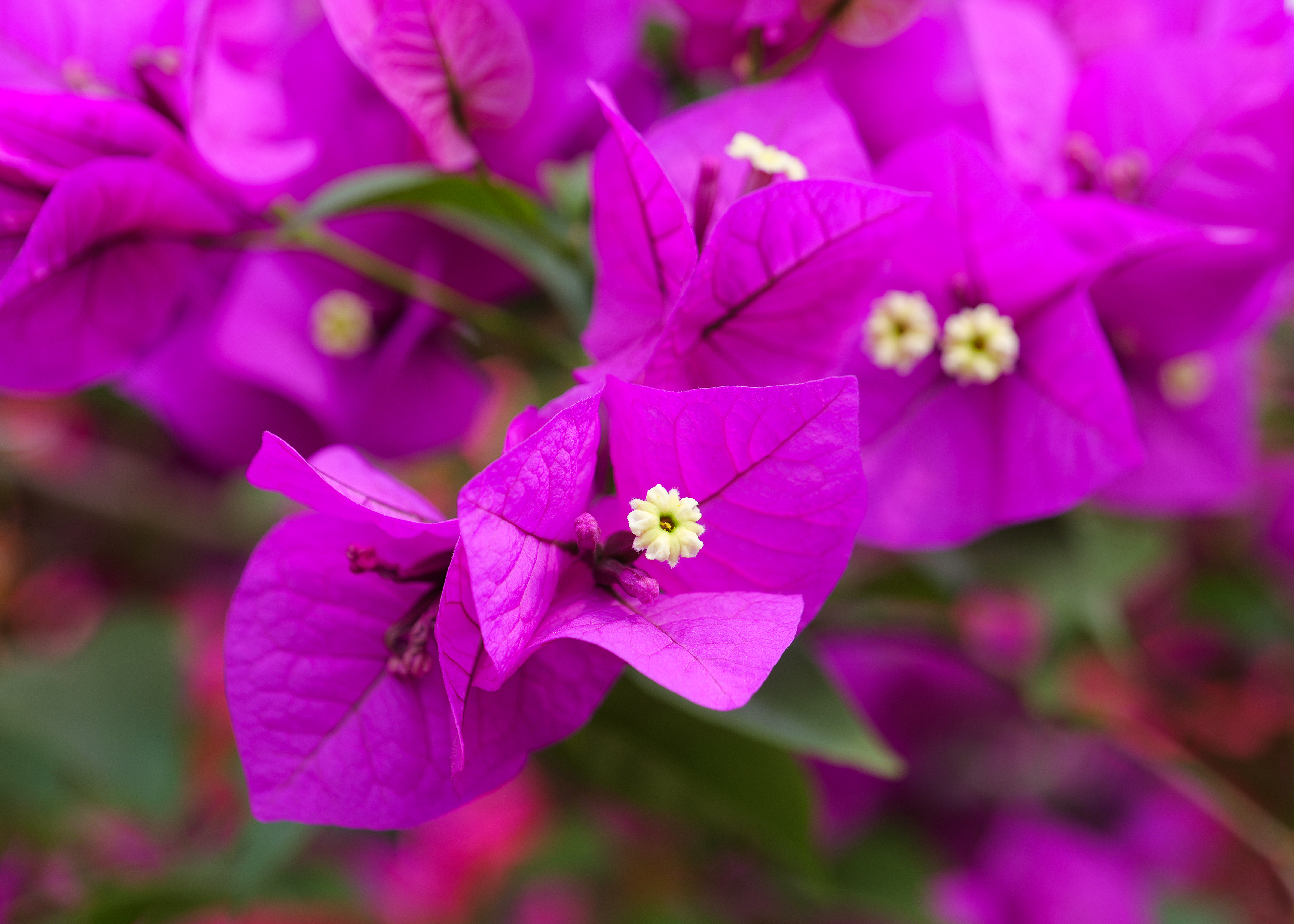 Magenta bougainvillea bracts with small white flowers in centers.